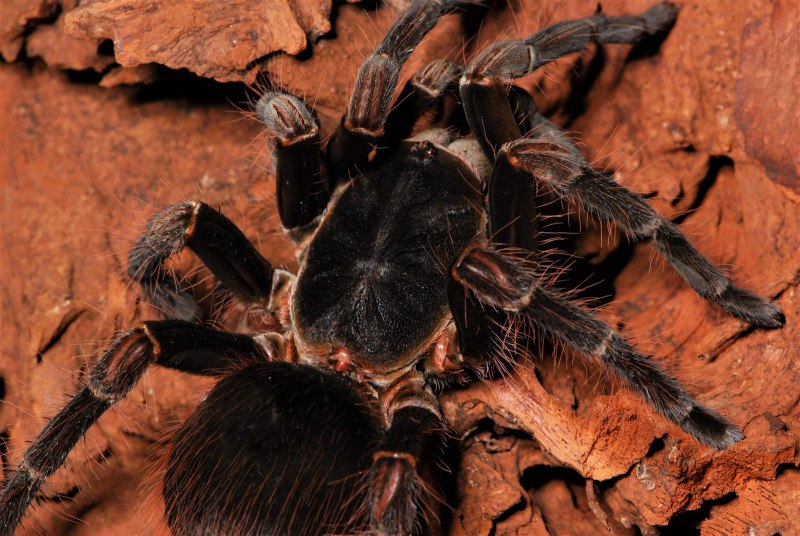 Nhandu chromatus Токсин