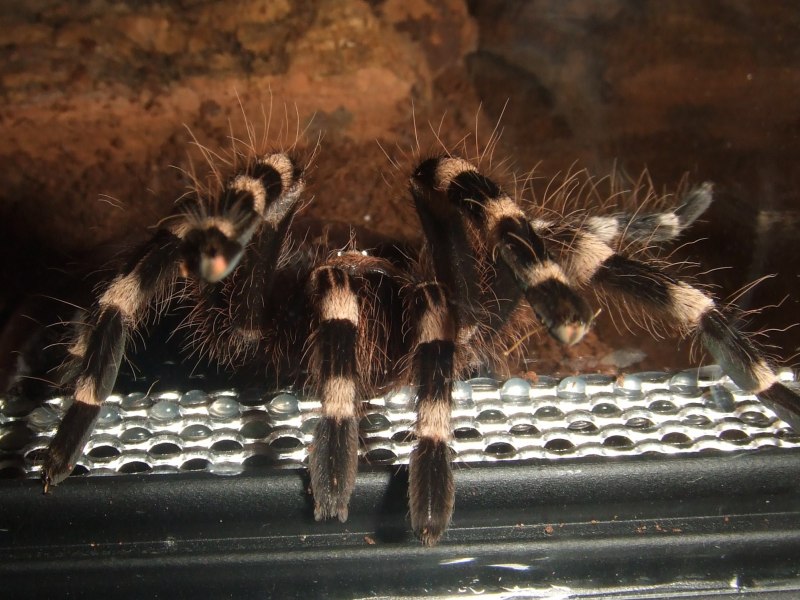Nhandu chromatus