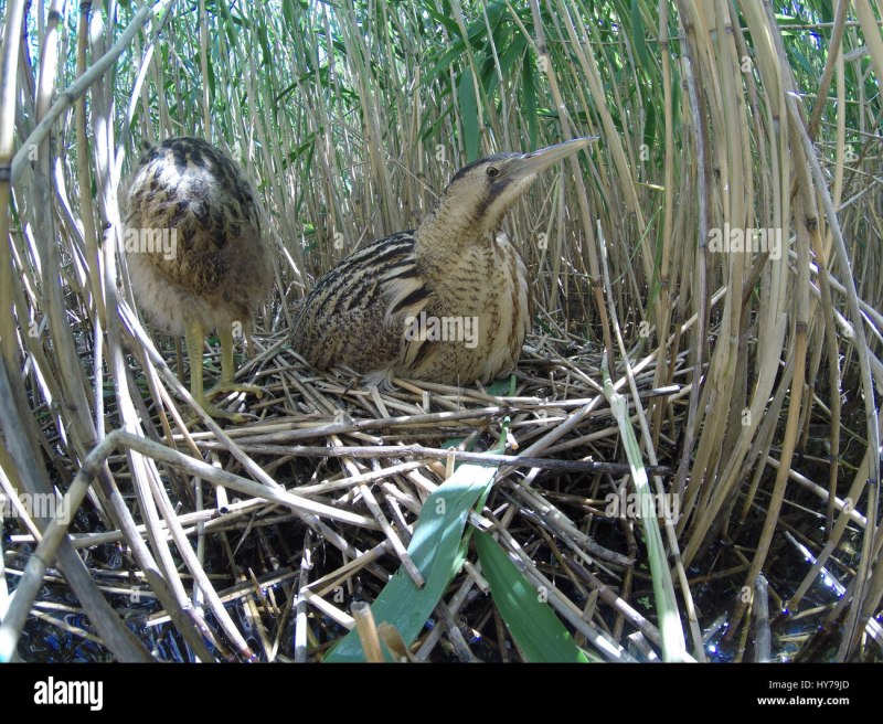 Bittern booming