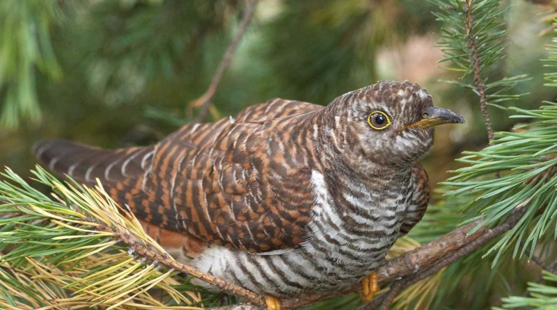 Cuculus canorus Кукушонок