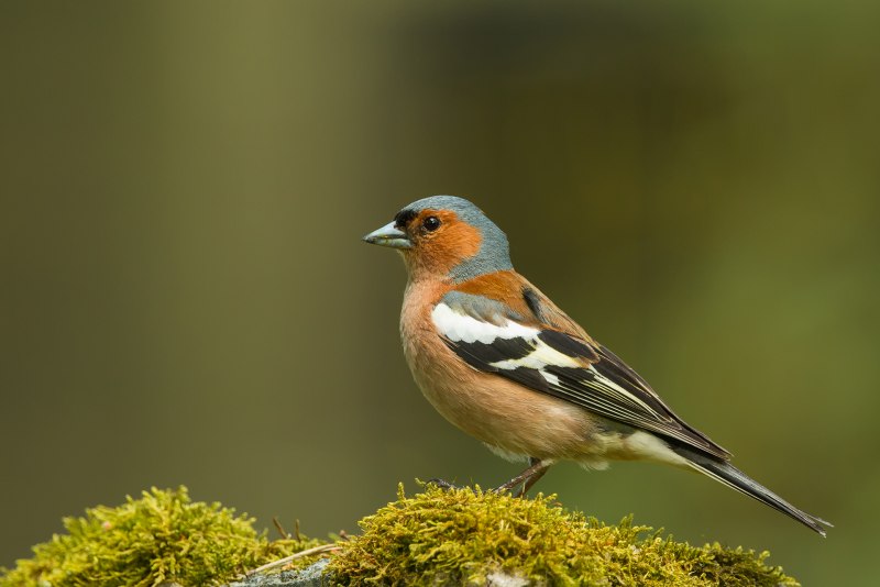 Fringilla COELEBS