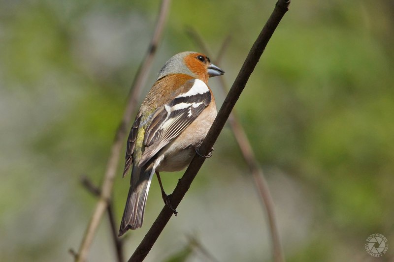 Зяблик обыкновенный ( fringilla COELEBS)