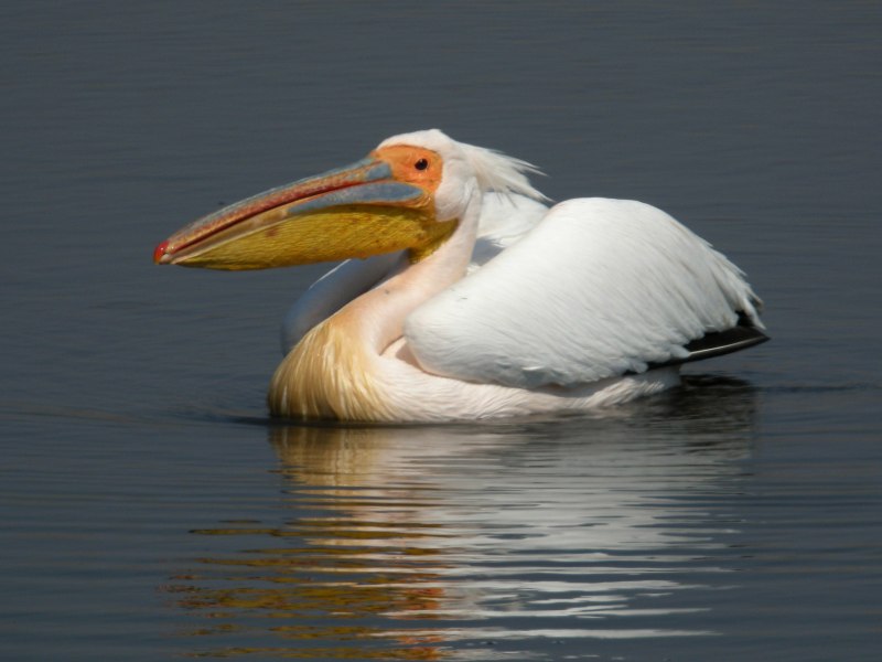 Great White Pelican