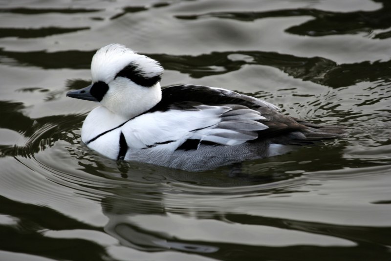 The Smew (Mergellus albellus)