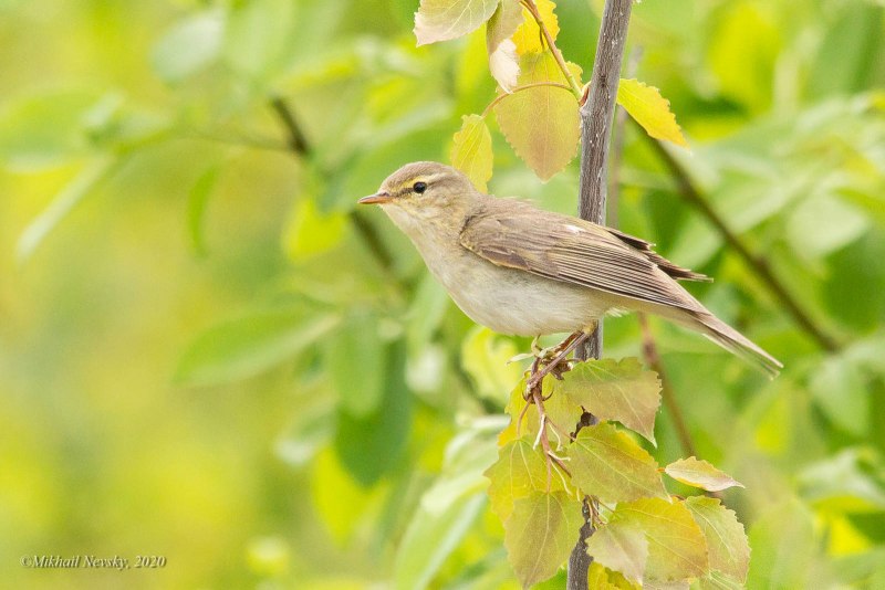 Пеночка-теньковка (Phylloscopus collybita)