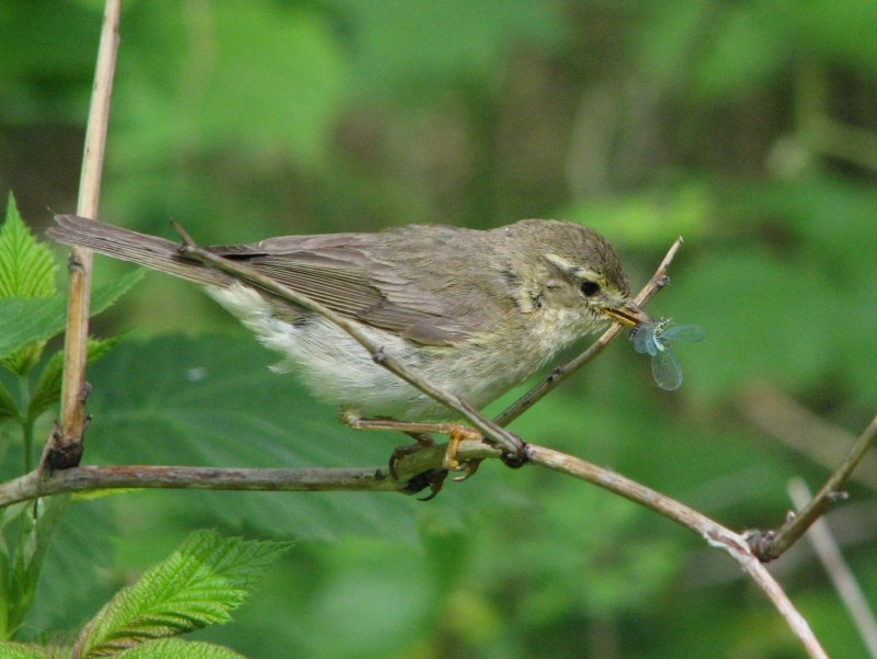 . Пеночка-Таловка – Phylloscopus Borealis