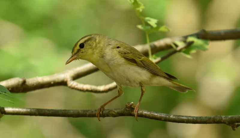 Толстоклювая пеночка (Phylloscopus schwarzi)