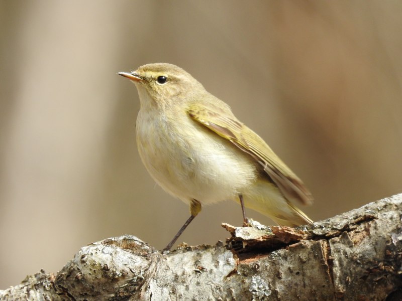 Среднеазиатская теньковка (Phylloscopus sindianus)