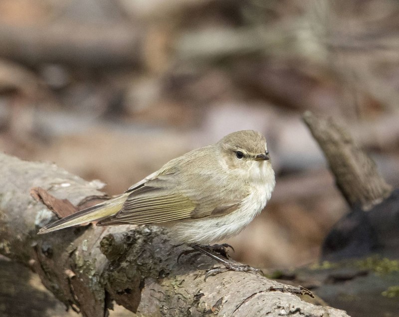 Жёлтобрюхая пеночка (Phylloscopus nitidus)