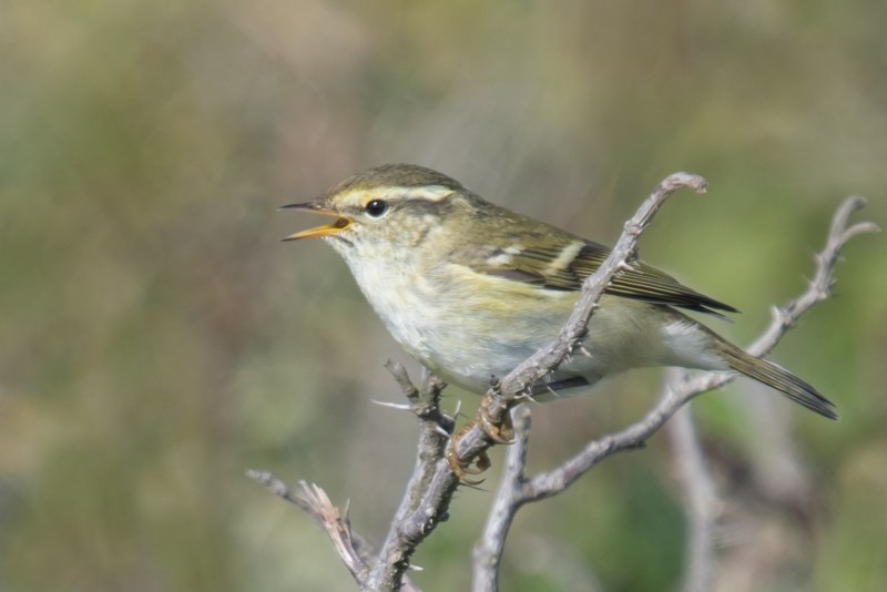 Phylloscopus collybita ест