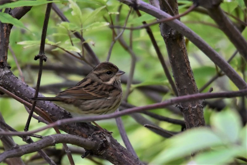Корольковые пеночки (Phylloscopus proregulus