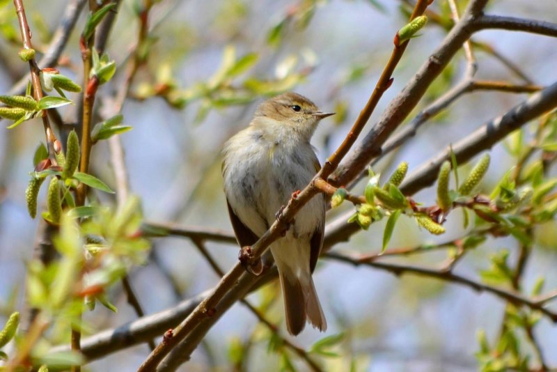 Зеленая пеночка - Phylloscopus trochiloides