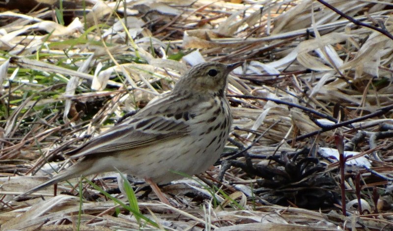 Жёлтобрюхая пеночка (Phylloscopus nitidus)