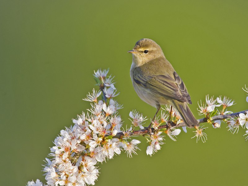 Пеночка-весничка Phylloscopus trochilus