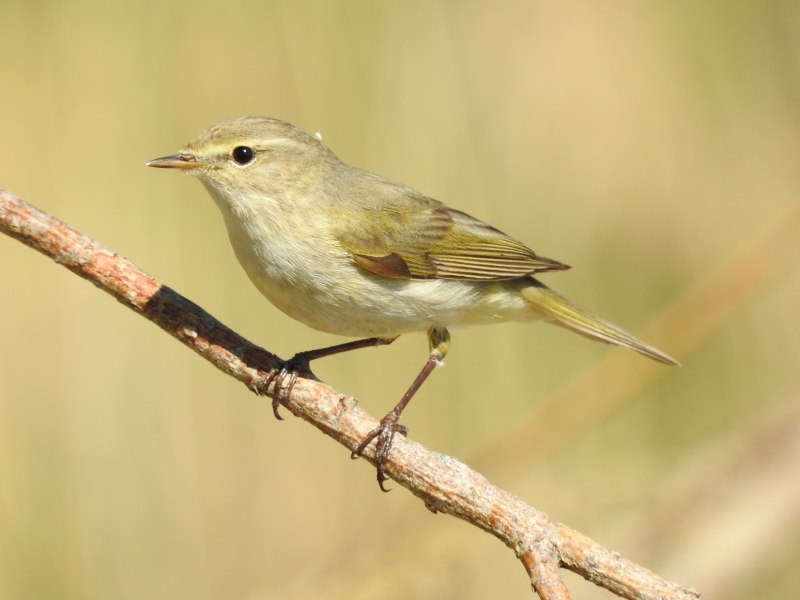 Корольковые пеночки (Phylloscopus proregulus