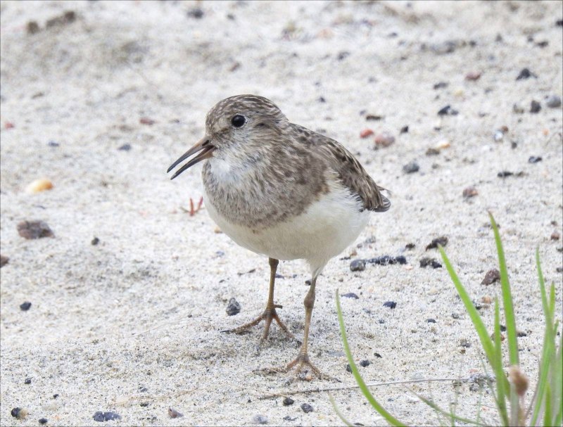 Морской песочник Calidris maritima