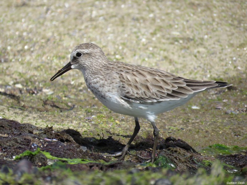 Calidris temminckii