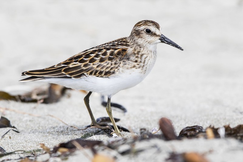 Calidris canutus