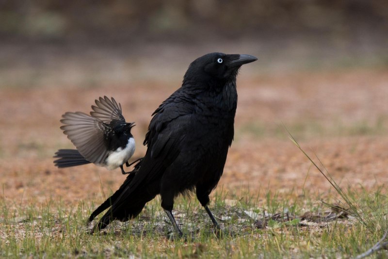 Corvus coronoides