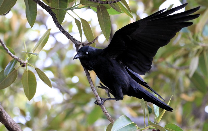 Corvus coronoides