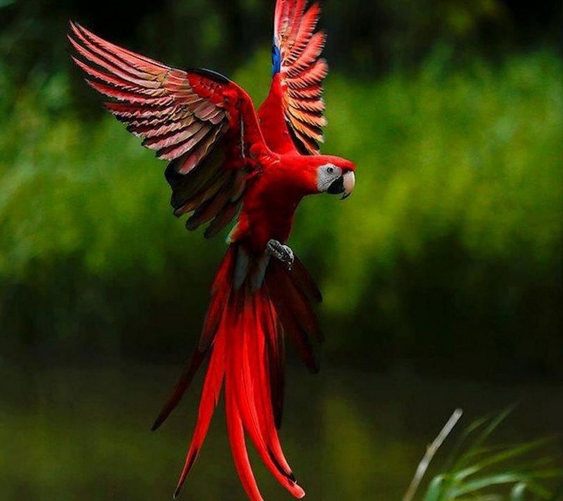 Liverbird светильник
