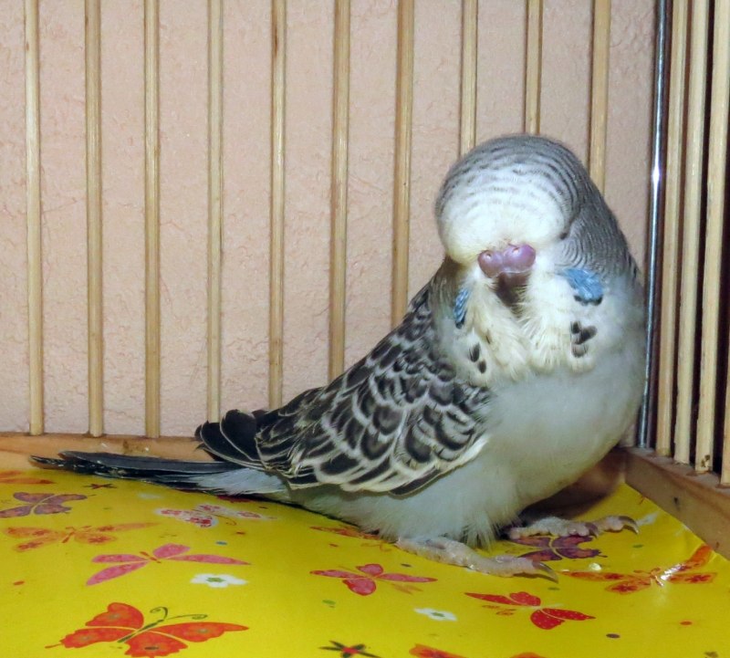 Волнистый попугай чех или обычный (39 фото)