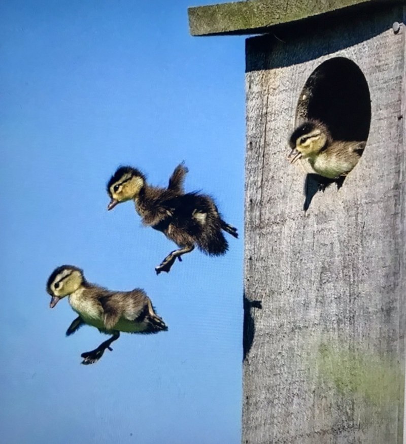Птенцы вылетают из гнезда