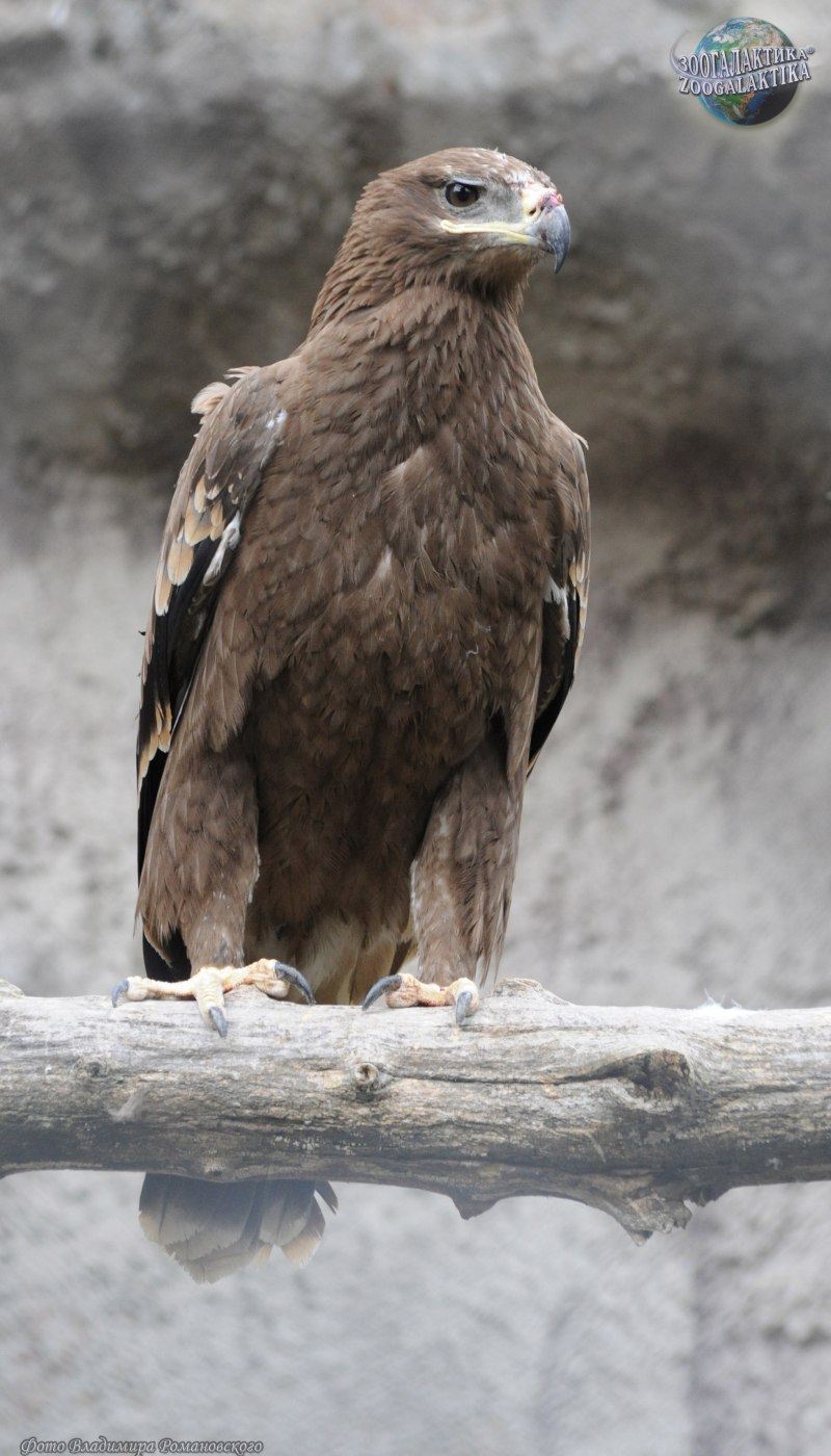 Степной орёл (Aquila nipalensis