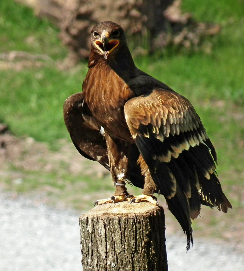 Aquila Орел