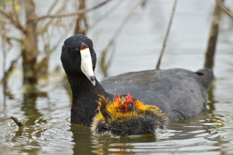 Лысуха Fulica atra