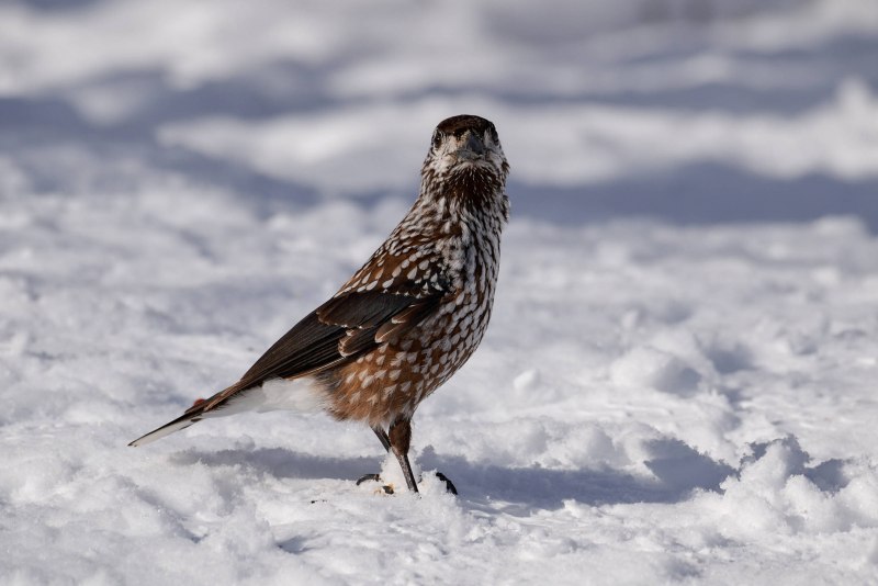 Nucifraga caryocatactes (Linnaeus, 1758) - Кедровка