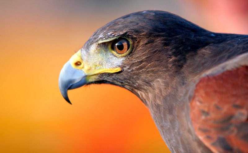 Falco subniger — чёрный Сокол