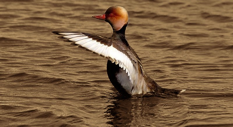 Aythya innotata