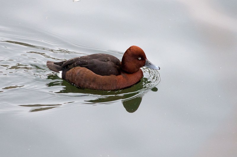 Aythya innotata