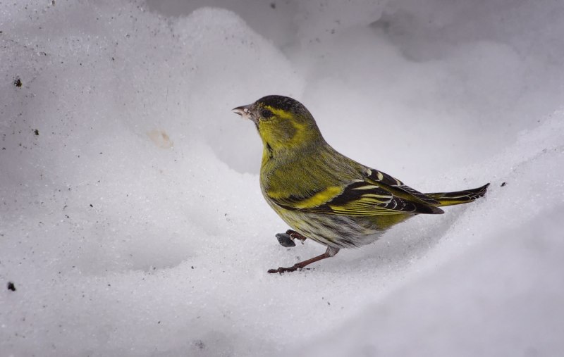 Чиж (Carduelis Spinus)