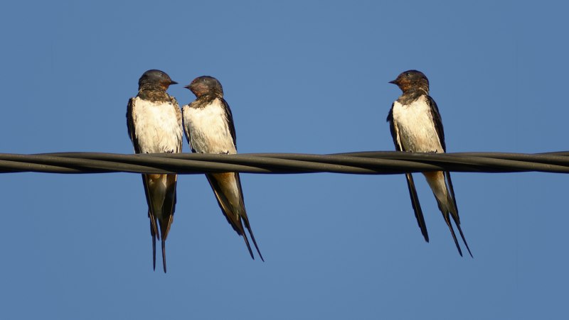 Hirundo angolensis