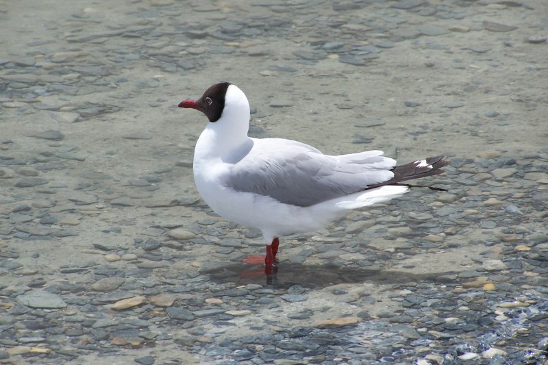 Brown-headed Gull
