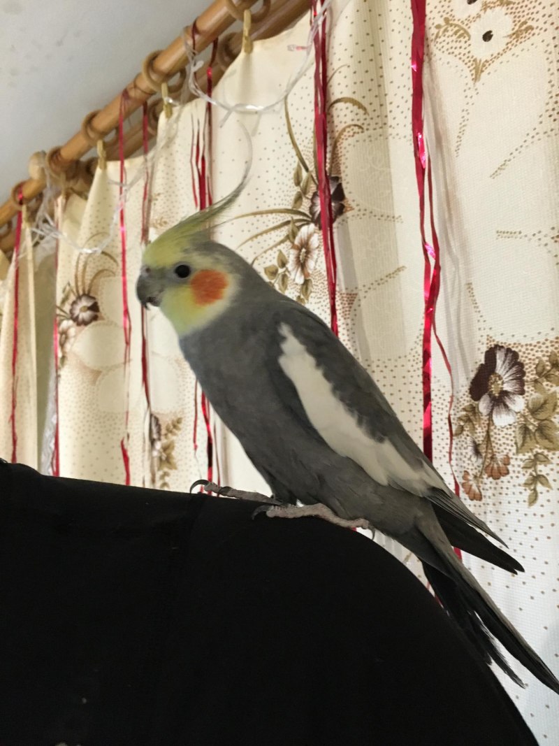 Австралийский корелла
