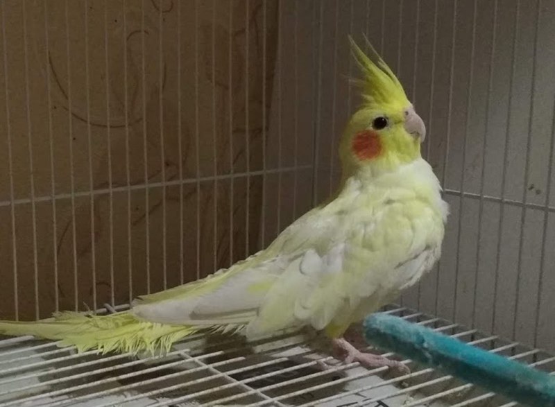 Попугаи кореллы лютино