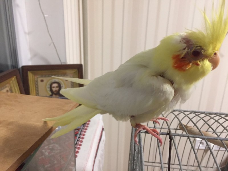 Уши у кореллы