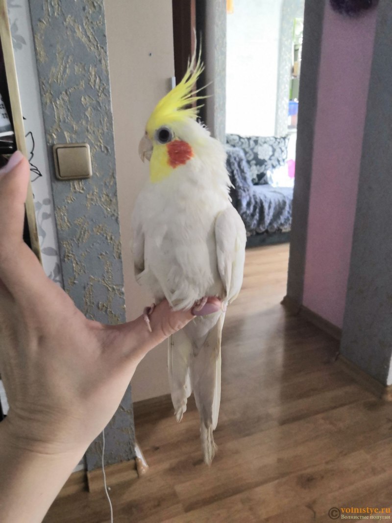 Худые кореллы