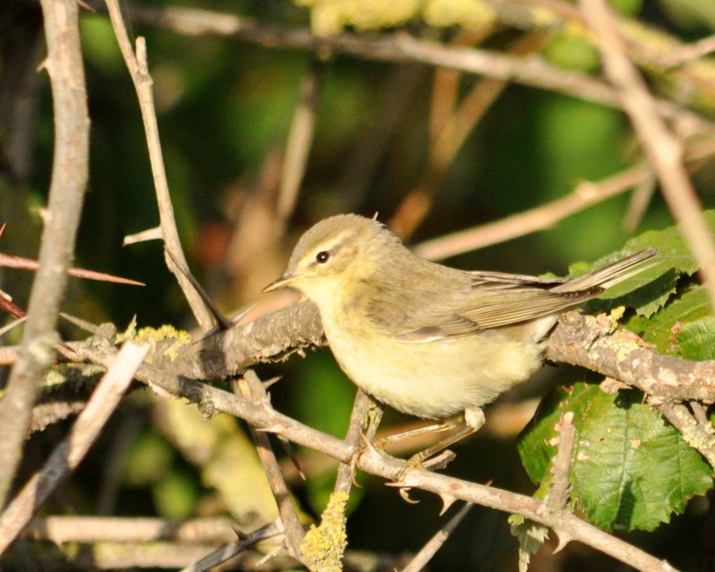 Пеночка-весничка Phylloscopus trochilus