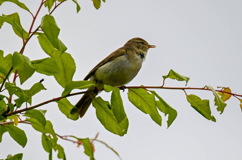 Пеночка-весничка Phylloscopus trochilus