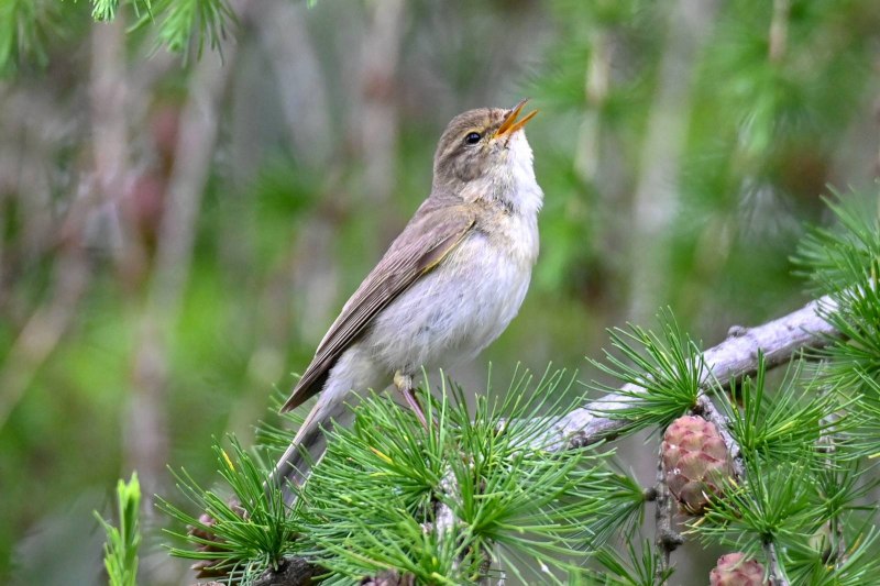 Phylloscopus trochilus