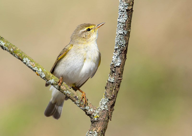 Phylloscopus sindianus