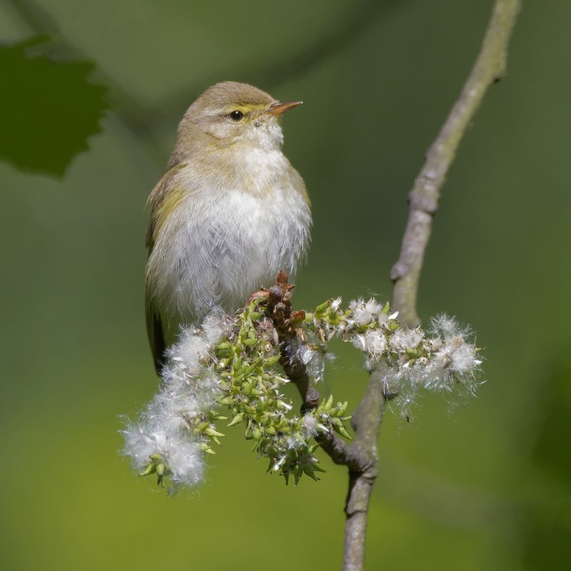 Пеночка-весничка Phylloscopus trochilus