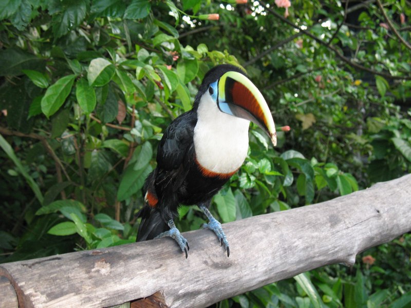 Туканы (Ramphastidae),