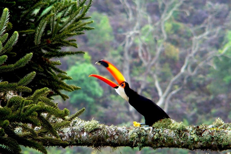 Вид перцеяд токо - Ramphastos toco