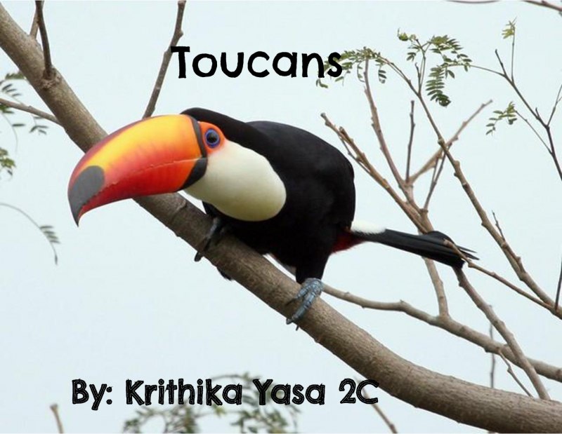 Факты о Тукане
