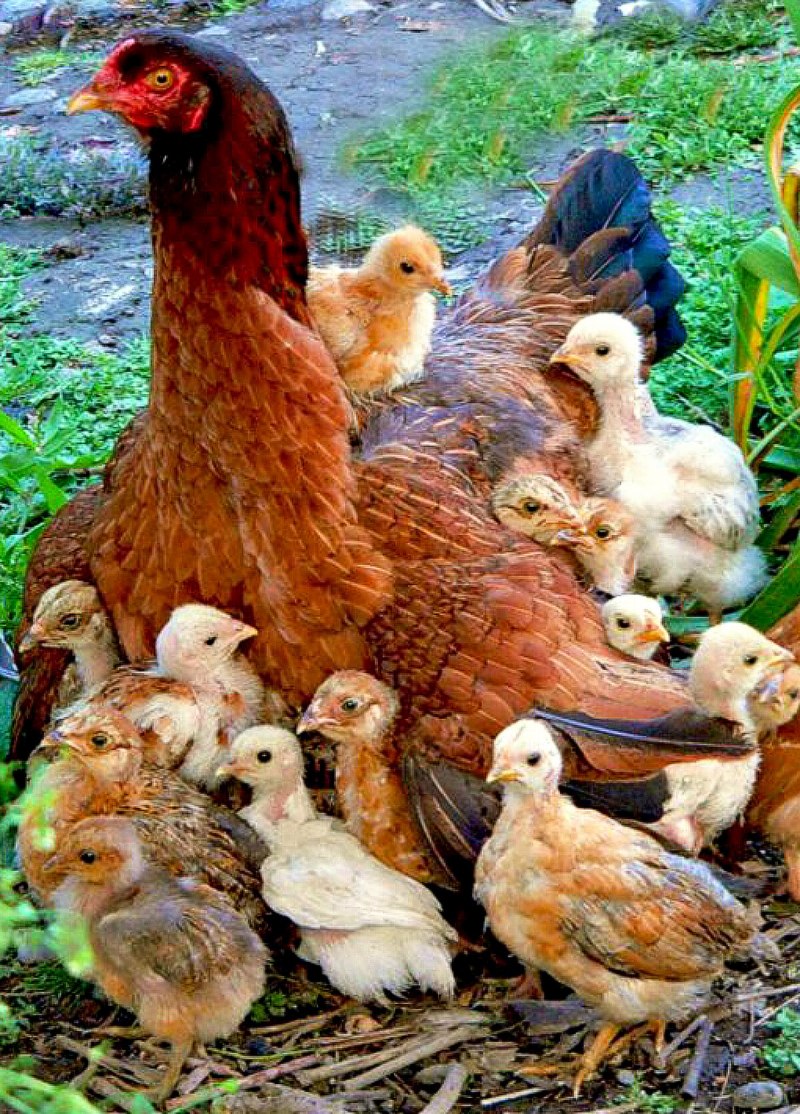 Курица с цыплятами